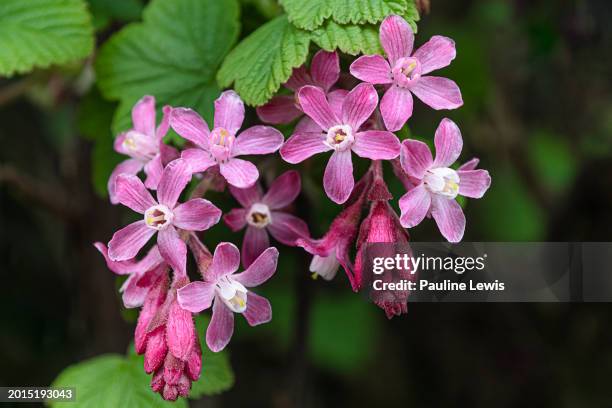 raceme of flowers of a flowering currant. - oldham stock pictures, royalty-free photos & images