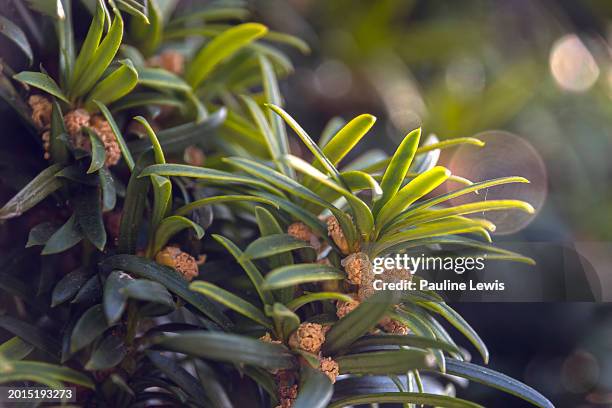 irish yew - yew stock pictures, royalty-free photos & images