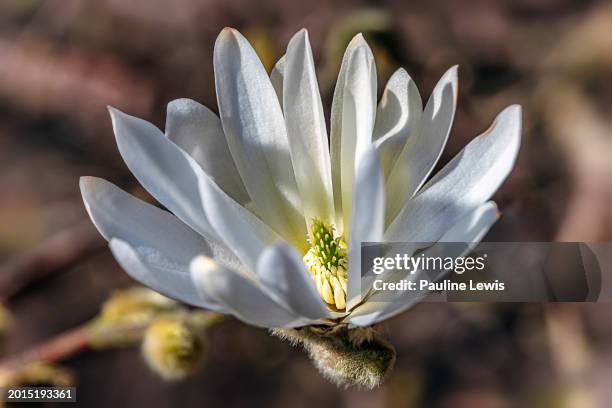 magnolia stellata - oldham stock pictures, royalty-free photos & images