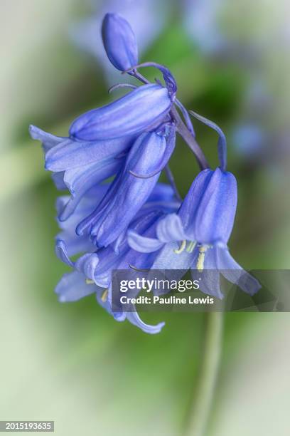 english bluebell. - oldham stock pictures, royalty-free photos & images