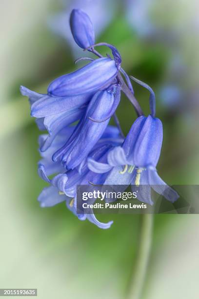 english bluebell. - bluebell stock pictures, royalty-free photos & images