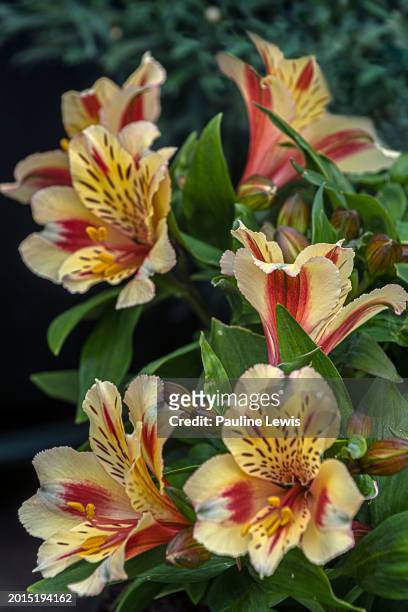 beautiful alstromeria - oldham stock pictures, royalty-free photos & images