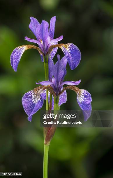 iris siberica - iris flower stock pictures, royalty-free photos & images