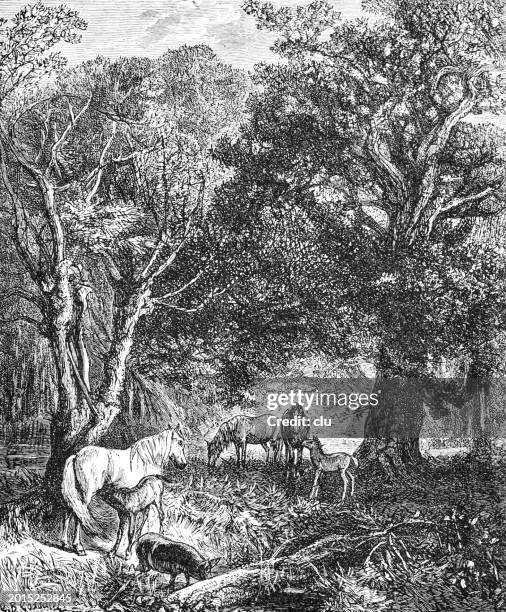 horses in the new forest - new forest stock illustrations