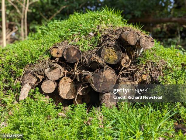 hibernaculum - hibernation stock pictures, royalty-free photos & images