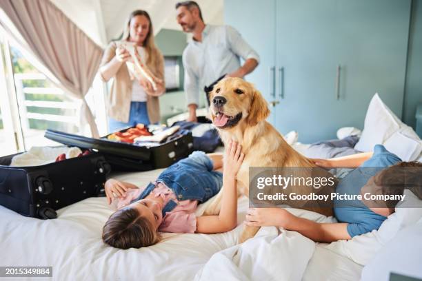 children and their dog playing on a hotel bed while their parents pack luggage - family with pet stock pictures, royalty-free photos & images