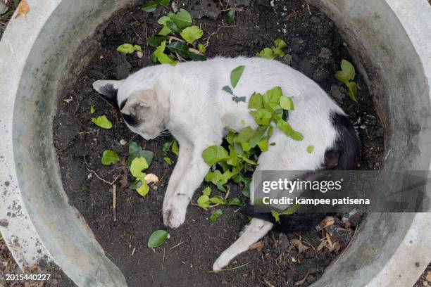 embracing solace: capturing the emotion of a cat's burial from a top view in a serene pet cemetery - pet death stock pictures, royalty-free photos & images