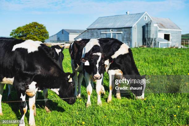 dairy cows - gado de leite imagens e fotografias de stock
