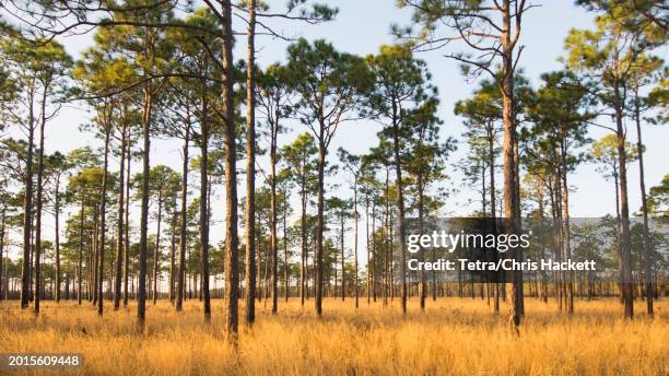 usa, north carolina, hampstead, forest of longleaf pine trees - longleaf pine stock pictures, royalty-free photos & images