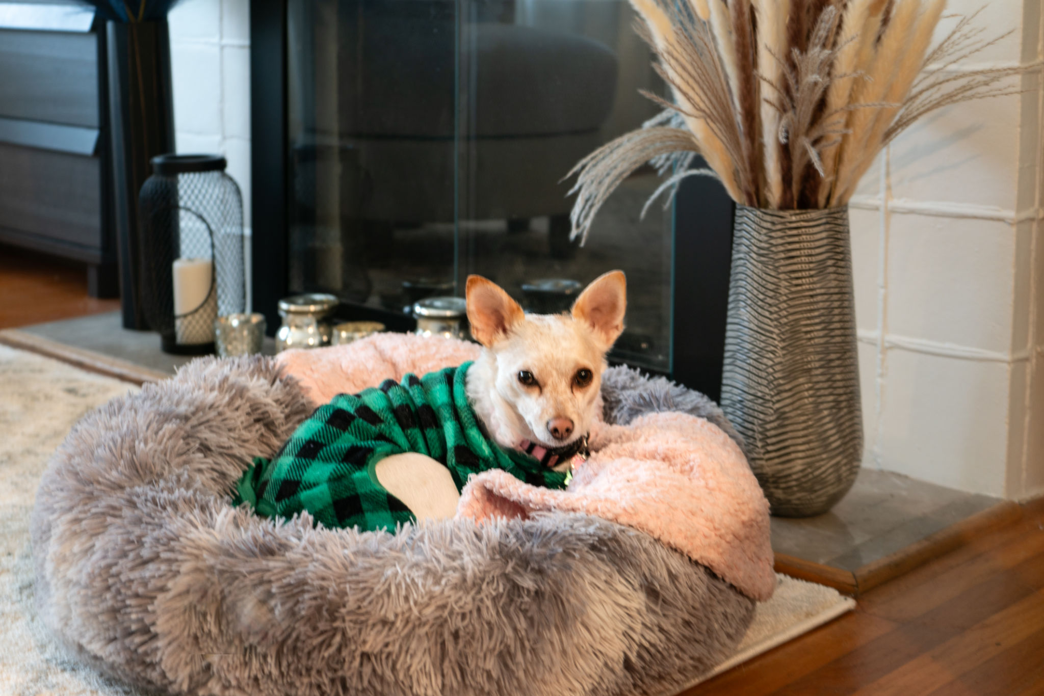 dog bed comfort