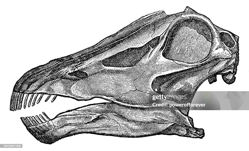 Cráneo de dinosaurio Diplodocus (vista de perfil) - siglo XIX