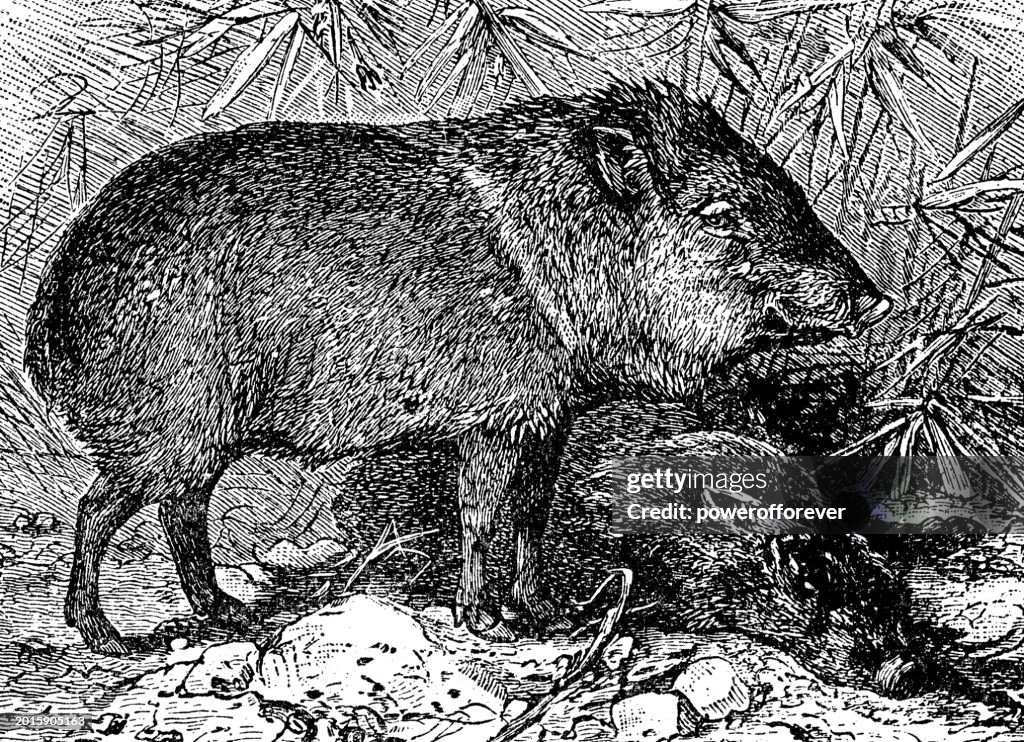 Collared Peccary (Dicotyles Tajacu) - 19th Century