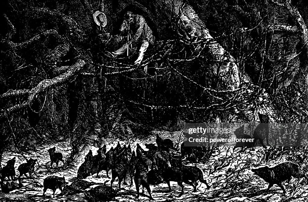 Pack of White-Lipped Peccary (Tayassu Pecari) Attacking a Hunter - 19th Century