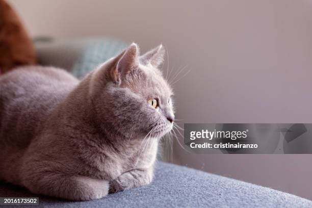 cat lying on the sofa - cristinairanzo stock pictures, royalty-free photos & images