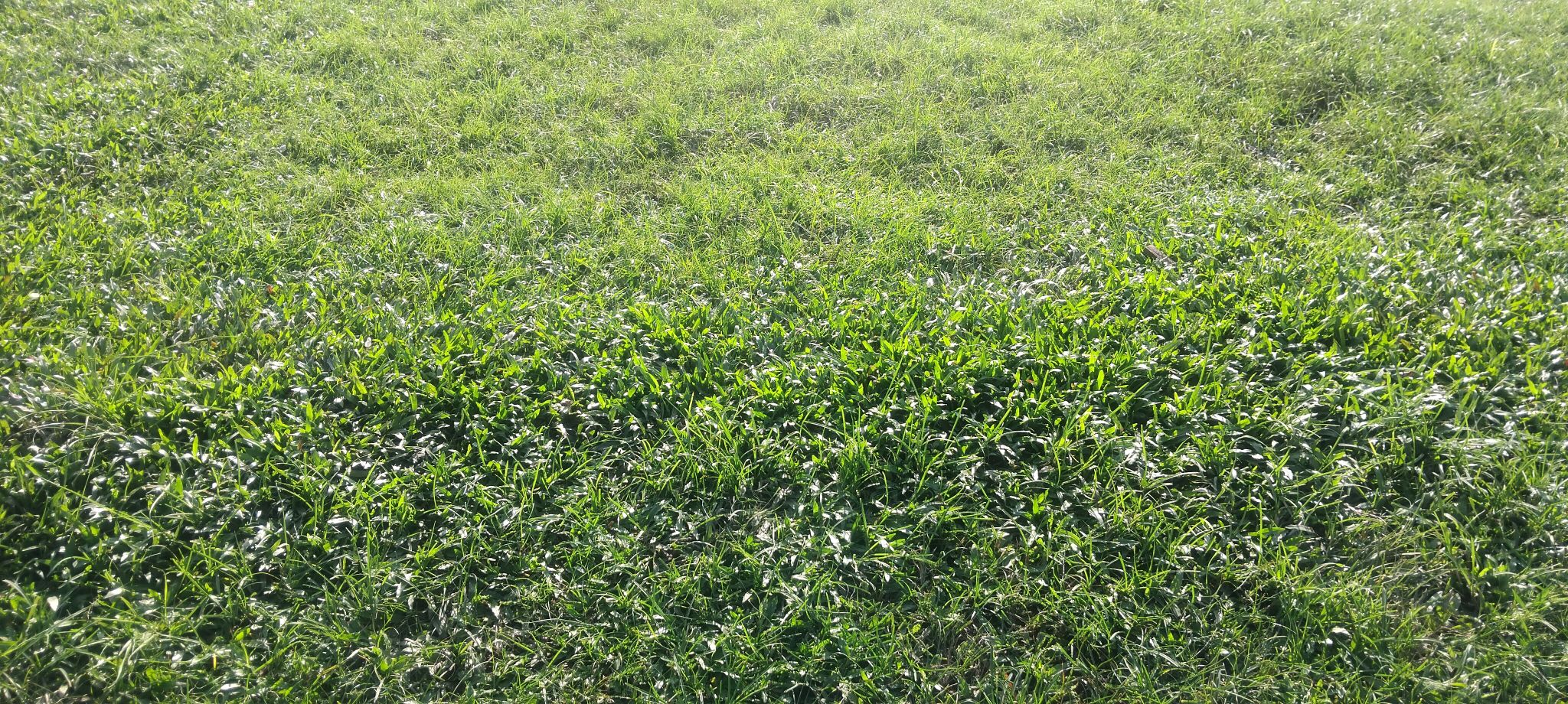 rainy football field