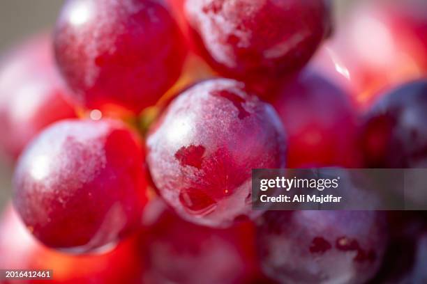 red grape in close up - druiven stockfoto's en -beelden