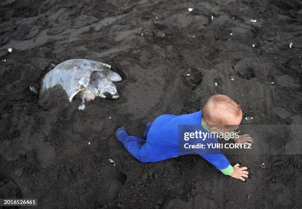 Baby crawls next to an olive ridley sea turtle spawning in Ostional beach, in Ostional National Wildlife Refuge, some 300 km north of San Jose, on...