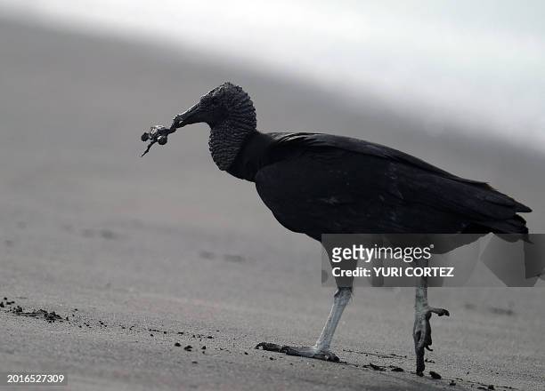 Vulture catches a baby olive ridley sea turtle in Ostional beach, in Ostional National Wildlife Refuge, some 300 km north of San Jose, on the Pacific...