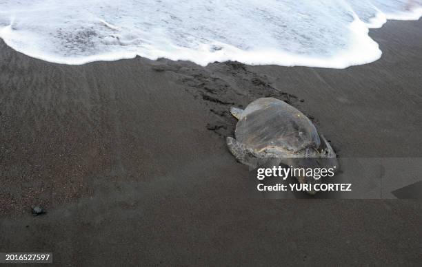 Olive ridley sea turtles arrive to spawn in Ostional beach, in Ostional National Wildlife Refuge, some 300 km north of San Jose, on the Pacific coast...