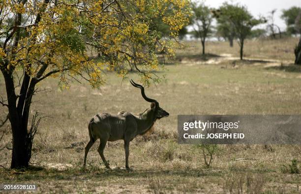 Male Greater Kudu, a species of woodland antelope, stands alert in Selous Game Reserve southern Tanzania, 02 September 2007. The Selous Game Reserve...