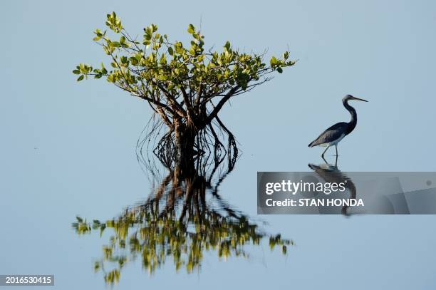 Tricolored Heron walks in shallow water in the Merritt Island National Wildlife Refuge October 31, 2010 in Titusville, Florida. AFP PHOTO/Stan Honda