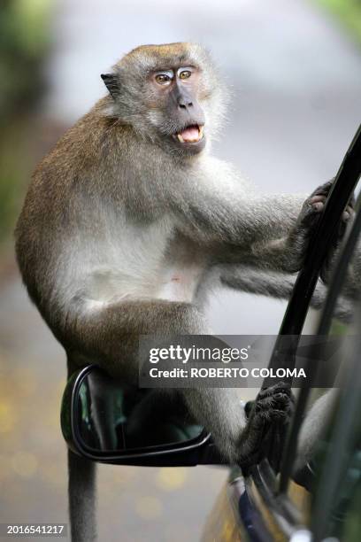 Wild money sits on the side-car mirror hoping to be fed by the driver at Singapore's Bukit Timah nature reserve, 09 April 2006. Despite rapid...