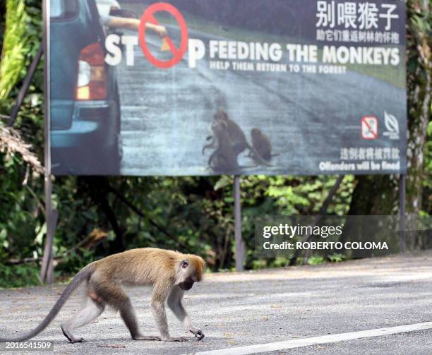 Wild monkey searches for food, 09 April 2006, on a road cutting through Singapore's Bukit Timah nature reserve. Despite rapid modernisation,...