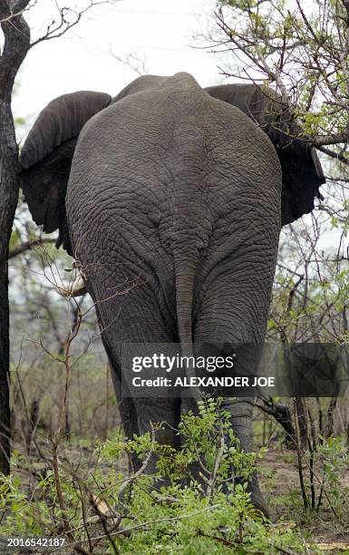 Picture taken 30 October 2002 shows one of some 10 500 elephants in the South African Kruger Park. It is a different kind of elephant graveyard. It...