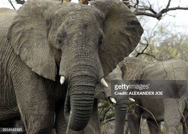 Picture taken 30 October 2002 of three of some 10,500 elephants in the South African Kruger Park, the world's largest wildlife park. A decision by...