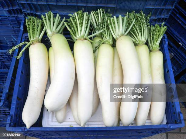 fresh harvest of daikon radishes - rábano grande japonés fotografías e imágenes de stock