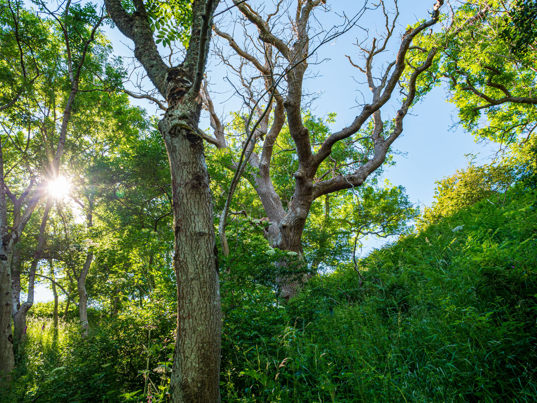 ash dieback