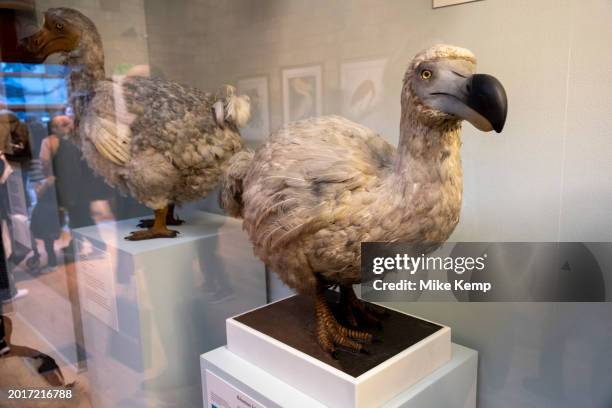 Dodo in the birds exhibition room at the Natural History Museum on 19th January 2024 in London, United Kingdom. The museum exhibits a vast range of...