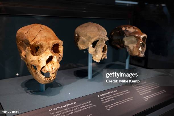 Human Evolution exhibition at the Natural History Museum on 19th January 2024 in London, United Kingdom. The museum exhibits a vast range of...