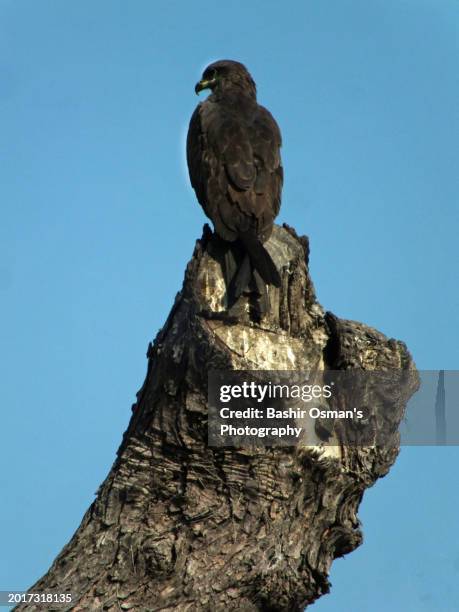 kite perching on a barren tree - world kindness day stock pictures, royalty-free photos & images