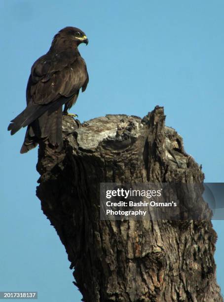 kite perching on a barren tree - world kindness day stock pictures, royalty-free photos & images