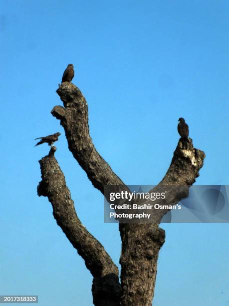 kite perching on a barren tree - world kindness day stock-fotos und bilder