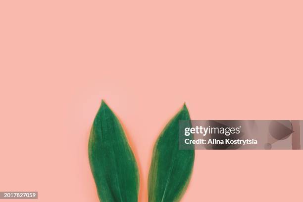 rabbit bunny ears made of natural green leaves on pink background - leaflitter stock-fotos und bilder