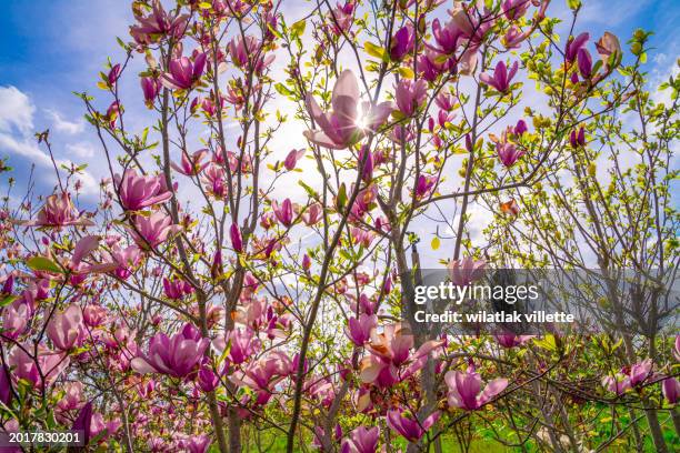 2,595 Japanese Magnolia Stock Photos, High-Res Pictures, and