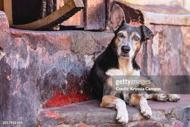 dog on front steps - stray animal stock pictures, royalty-free photos & images