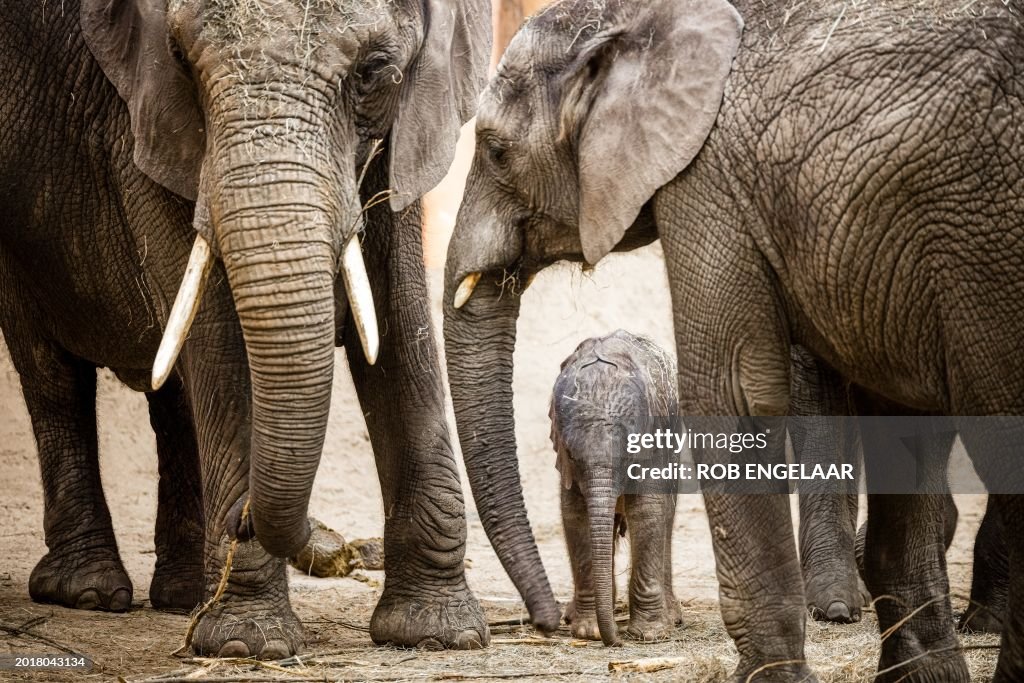 NETHERLANDS-ZOO-ANIMAL-ELEPHANT