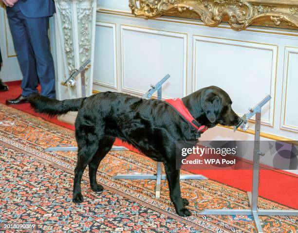 Detection dog Plum during a demonstration as Queen Camilla hosts a Reception for the 15th Anniversary of the Medical Detection Dogs Charity at...