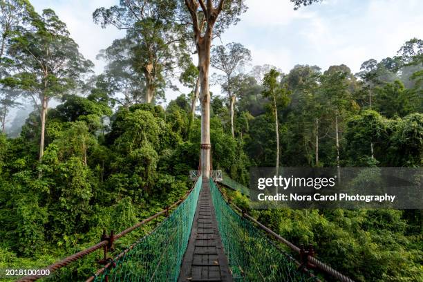 suspension bridge at danum valley tropical rain forest - dipterocarp tree stock pictures, royalty-free photos & images