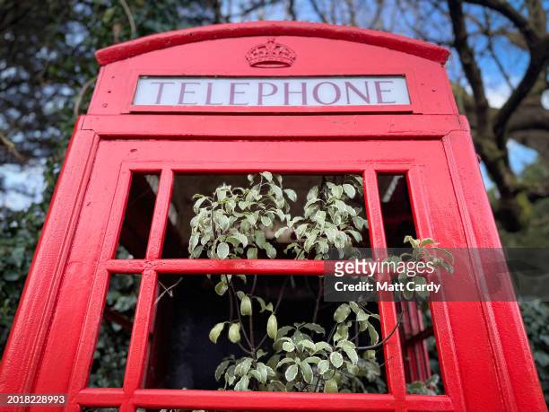 Plants grow out of a traditional red telephone box that once served the village of Priston on February 17, 2024 in Priston near Bath, England....