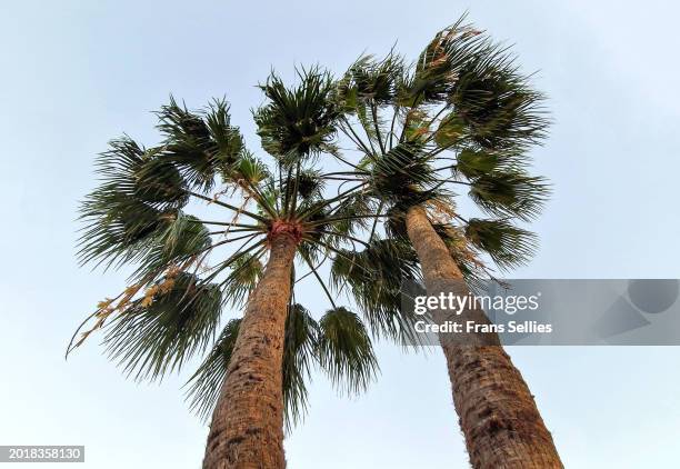 low angle view of palm trees against the sky - caleta de fuste stock-fotos und bilder