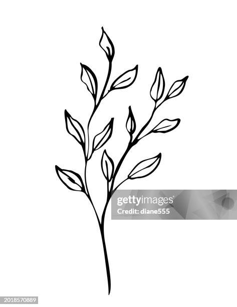 hand drawn ink doodle of a branch with leaves on a transparent background - pen and ink stock illustrations