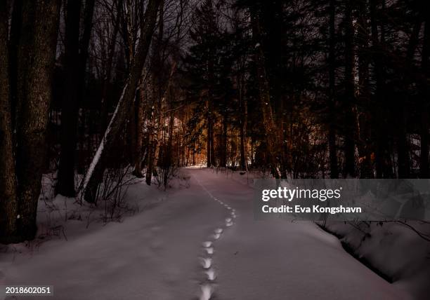 footprints in the snow from an animal on the dirtroad in the forest - doe foot stock pictures, royalty-free photos & images