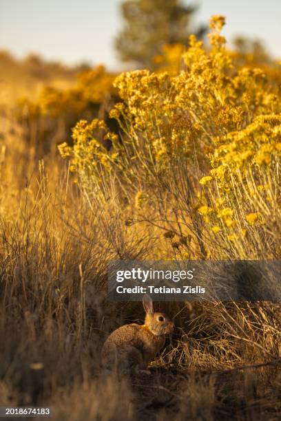 rabbit hides under the bushes - cottontail stock pictures, royalty-free photos & images