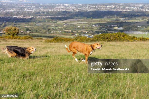 Dog Chasing Off 78 Dog Chasing Its Tail Stock Photos, High-Res Pictures, and Images ...