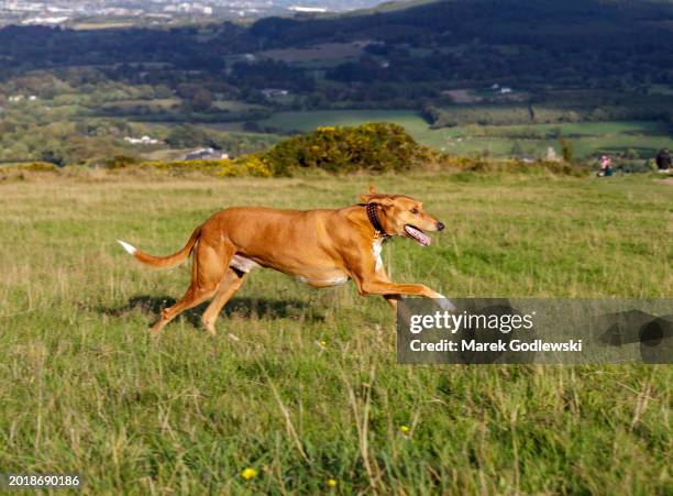 dogs chasing each other at the summit of montpelier hill on the footsteps of hell fire club. - leinster province stock pictures, royalty-free photos & images