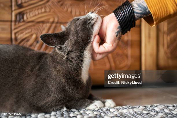 dueña rascando el cuello de su lindo gato en casa - felino fotografías e imágenes de stock